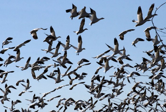 Snow Geese